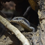 V Zoo Brno se rozmnožil vzácně chovaný druh australského scinka